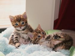 Amazing Characteristics Bengal Kittens For Adoption