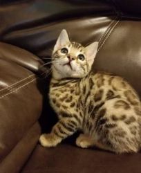 Beautiful friendly** Bengal kitten to a good home