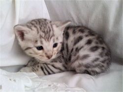 wonderful bengal kitten for adoption...