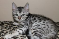 wonderful bengal kitten for adoption...