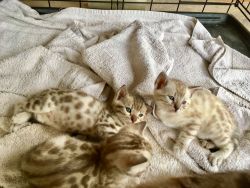 Cute Bengal Kittens for re-homing
