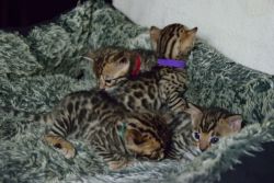 Stunning Pedigree Brown Rosetted Bengal Kittens.