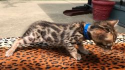 Colin - Brown Spotted Bengal Kitten