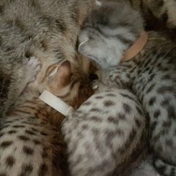 Ready Now Tica Active (no Fee) Bengal Kittens
