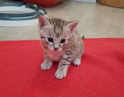 Tica Active (no Fee) Bengal Kittens Ready Now