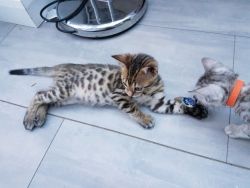 Male Spotted Bengal Kittens