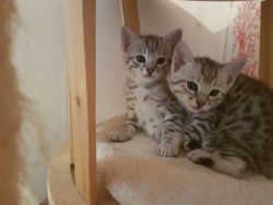 Beautiful Full Pedigree Registered Bengal Kittens