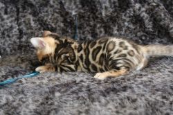 Silver Bengal Stud Boy Reserved