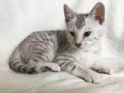 Beautiful bengal babies kittens male and female ready and available to