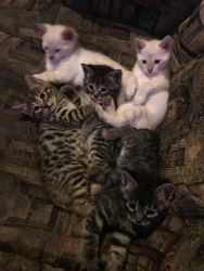 TICA Bengal Kittens