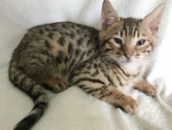 Pedigree Bengal Kittens For Sale. Bred By Vet