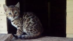 Stunning Bengal Kittens