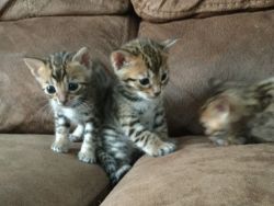 Bengal Kittens Tica Registered