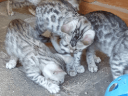 Bengal kittens ready