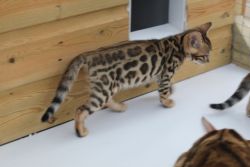 Brown Rosetted Bengal Kittens - Active Register