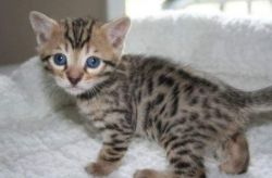 Gorgeous Bengal Kittens xxx-xxx-xxxx