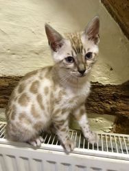 Lovely Bengal kitten