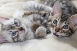 New Era Bengal Kittens Ready Soon !