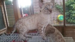 Pedigree Bengal Kittens For Sale.