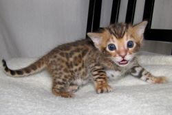 Amazing Bengal Kittens For Re-Homing (585)x7089x213