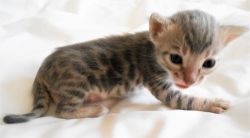 Beautiful Bengal Kittens Rosetted And Marble
