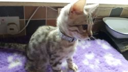 Gorgeous Silver Spotted Bengals. Tica Registered