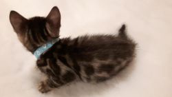 Two Registered Pedigree Bengals Need New Home