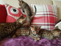 Beautiful Pure Breed Bengal Kitten TICA