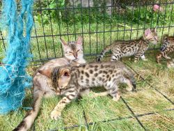 Bengal Kitten for sale males and females