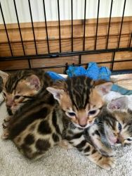 Bengal kittens - for sale to good homes