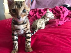 Beautiful 11 weeks Bengal boys and girs - For Sale