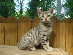 Bengal leopard kittens for sale - For Sale
