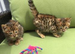 Beautiful Pure Breed Bengal Boy For Sale