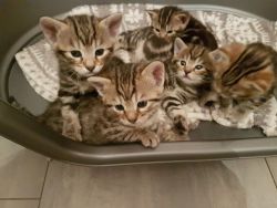 New Litter Of Stunning Pedigree Bengal Kittens