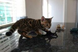 Awesome Bengal Kittens