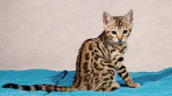 Bengal kittens with Domestic shorthair