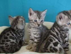 Healthy Bengal Kittens for sale