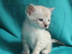 Stunning Bengal Kitten for sale