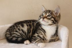 Bangal Kitten Waiting For New Home!