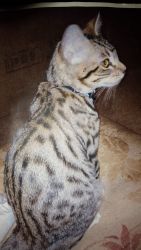 TICA Bengal Female with Breeding Rights For Sale