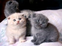 Healthy Scottish Fold Kittens