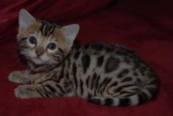 Tica Registered Bengal Kittens!