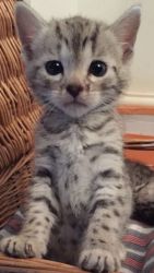 Silver Bengal F2 Female Kitten For Sale