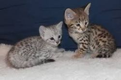 Cute Male and Female Savannah Kittens