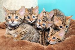 Male and female Bengal kittens for good homes