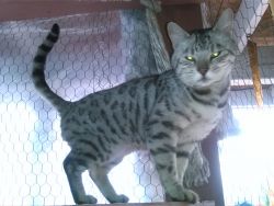Silver Male Bengal