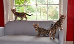 Cute Bengal Kittens Need Homes