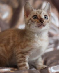New Era Bengal Kittens For Sale