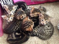 Stunning Bengal Kittens Ready Now