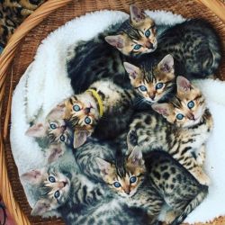 Tica Reg Gorgeous Bengal Girls and boys Ready To Leave